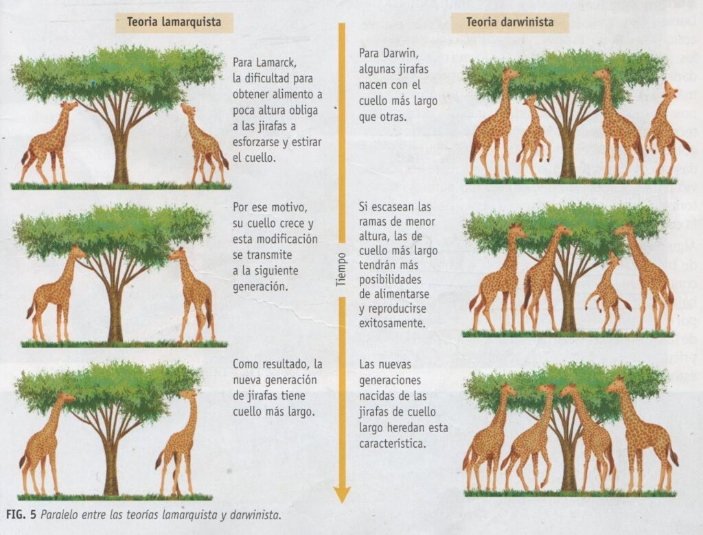 Las jirafas de Lamarck y la Teoría de la Evolución de Darwin - Los